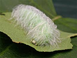 Attēlu rezultāti vaicājumam “Acronicta leporina larva”