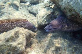 Image result for Muraena helena