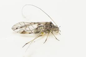 Attēlu rezultāti vaicājumam “Psococerastis gibbosa”