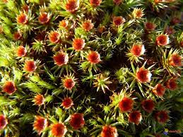 Attēlu rezultāti vaicājumam “Polytrichales”