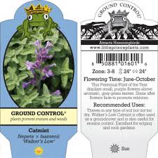 Attēlu rezultāti vaicājumam “Nepeta x faassenii leaf”