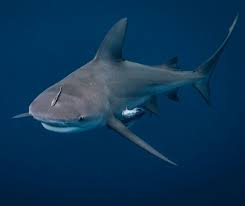 Image result for Carcharhinus leucas