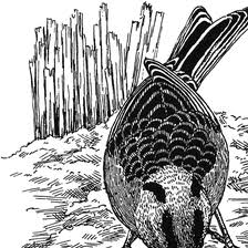 「アトリ・レギンハルト」の画像検索結果