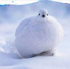 Attēlu rezultāti vaicājumam “Thecabius affinis imago”