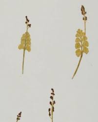 Attēlu rezultāti vaicājumam “Botrychium lunaria”