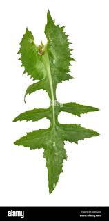 Attēlu rezultāti vaicājumam “Sonchus oleraceus leaf”