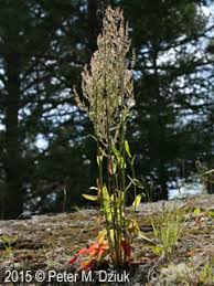 Attēlu rezultāti vaicājumam “Rumex acetosa”