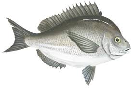 Image result for Stenotomus chrysops