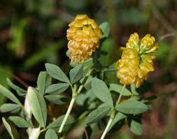 Attēlu rezultāti vaicājumam “Trifolium aureum flower”