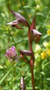 Attēlu rezultāti vaicājumam “Dactylorhiza ochroleuca bud”