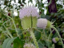 Attēlu rezultāti vaicājumam “Dipsacus fullonum flower”