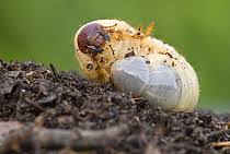 Attēlu rezultāti vaicājumam “Oryctes nasicornis larva”