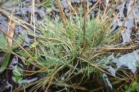 Attēlu rezultāti vaicājumam “Agrostis canina”