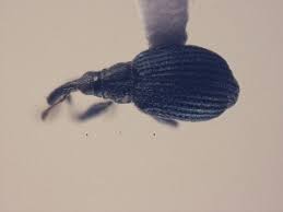 Attēlu rezultāti vaicājumam “Apion sp.”