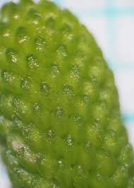 Attēlu rezultāti vaicājumam “Ranunculus sceleratus fruit”