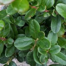 Attēlu rezultāti vaicājumam “Vaccinium vitis-idaea leaf”