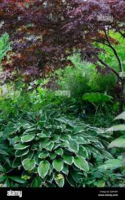 Image result for Hosta fortunei albomarginata