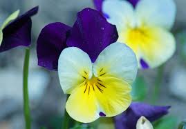 Image result for Hornveilchen