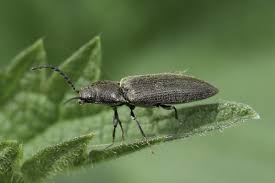 Attēlu rezultāti vaicājumam “Cidnopus aeruginosus”