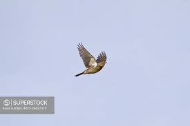 Attēlu rezultāti vaicājumam “Turdus pilaris adult”