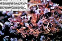 Attēlu rezultāti vaicājumam “Physarum globuliferum spores”