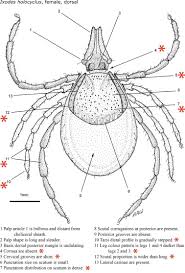 Attēlu rezultāti vaicājumam “Ixodes female”