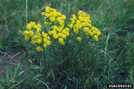 Attēlu rezultāti vaicājumam “Euphorbia cyparissias flower”