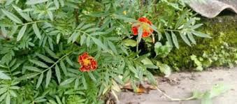 Attēlu rezultāti vaicājumam “Tagetes leaf”