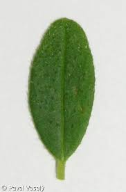 Attēlu rezultāti vaicājumam “Helianthemum nummularium leaf”