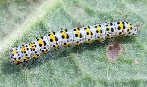 Attēlu rezultāti vaicājumam “Cucullia verbasci”