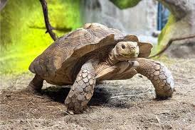 Attēlu rezultāti vaicājumam “Reptilia”