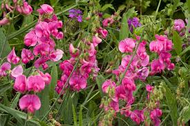 Attēlu rezultāti vaicājumam “Lathyrus latifolius”