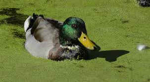 Attēlu rezultāti vaicājumam “Anas platyrhynchos male”