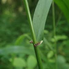 Attēlu rezultāti vaicājumam “Festuca gigantea”