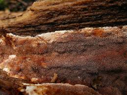 Attēlu rezultāti vaicājumam “Junghuhnia collabens”