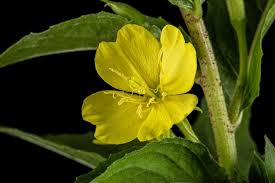 Attēlu rezultāti vaicājumam “Oenothera biennis leaf”