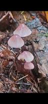 Attēlu rezultāti vaicājumam “Mycena purpureofusca”