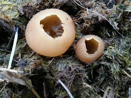 Attēlu rezultāti vaicājumam “Peziza vesiculosa”