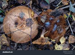 Attēlu rezultāti vaicājumam “Lepista sp.”