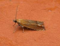 Attēlu rezultāti vaicājumam “Lathronympha strigana”