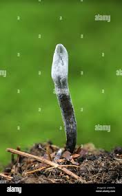 Attēlu rezultāti vaicājumam “Geoglossum sp.”