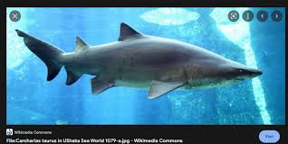 Image result for Carcharias
