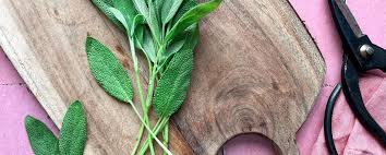 Image result for Salvie