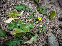 Attēlu rezultāti vaicājumam “Diplotaxis muralis fruit”