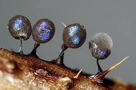 Attēlu rezultāti vaicājumam “Lamproderma arcyrioides macro”