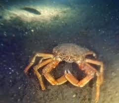 Image result for Richmond Sub-Aqua Club