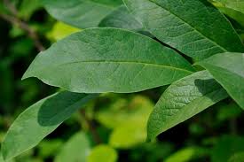 Image result for Eisenhut