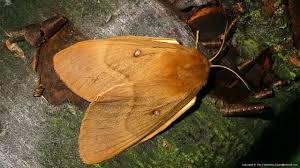 Attēlu rezultāti vaicājumam “Lasiocampa trifolii”