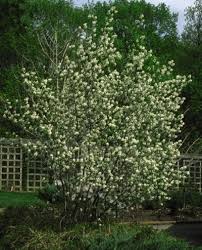 Attēlu rezultāti vaicājumam “Amelanchier canadensis”