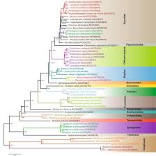 Attēlu rezultāti vaicājumam “Sanionia uncinata  sporophyte”